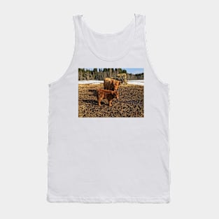 Scottish Highland Cattle Cow and Calf 1738 Tank Top